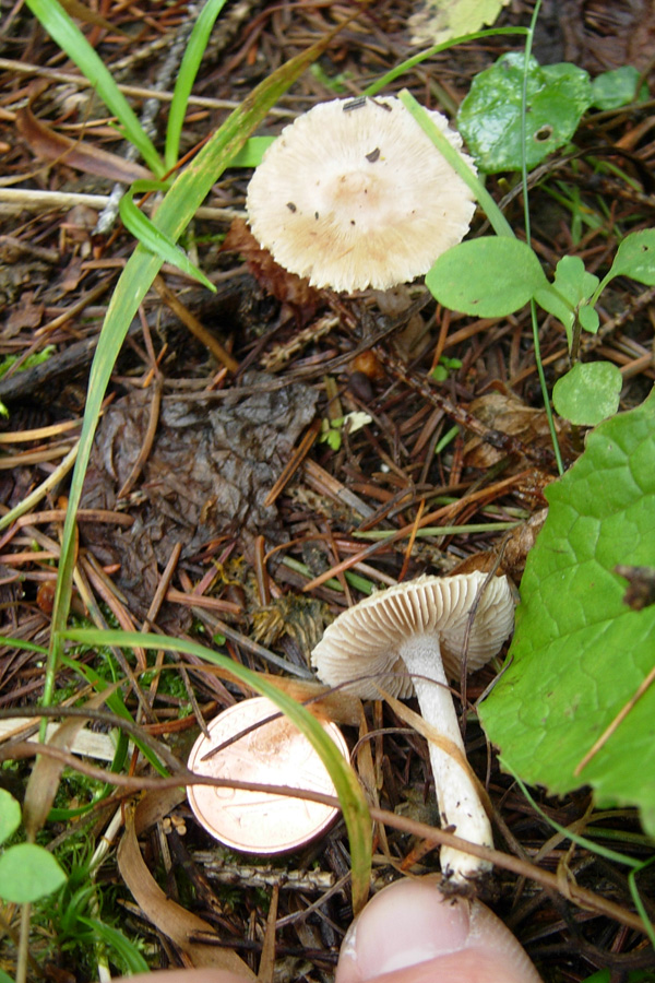 Ultimi funghi dal Trentino